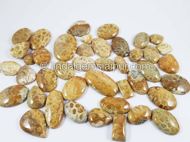 Fossil Coral Far Smooth Cabochons